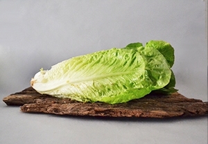Lattuga Romana