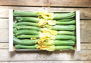 Consiglio del Produttore: Zucchine Romanesche
