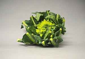 Broccolo Romanesco