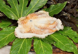 Polpo Verace