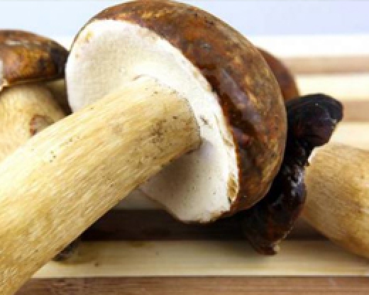 Funghi Porcini
