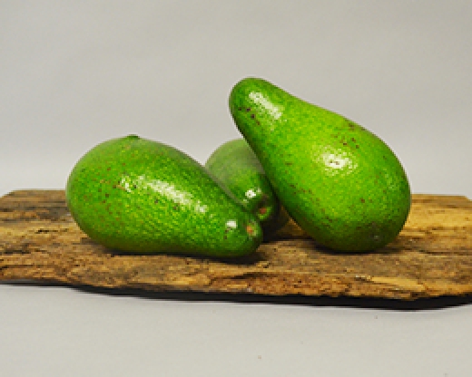 Avocado Buccia Liscia