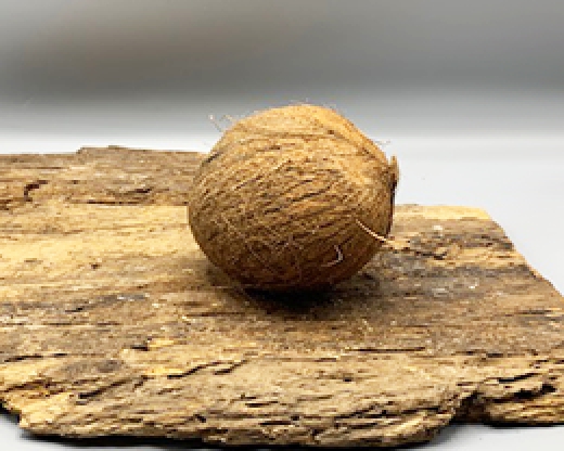Cocco