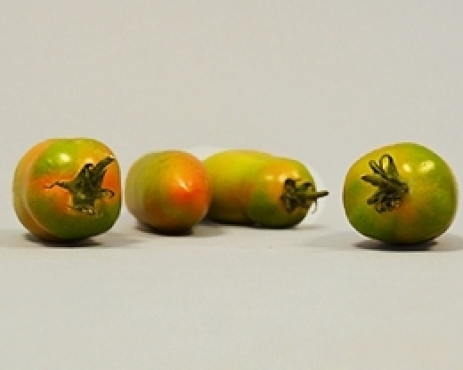 Pomodori Lunghi da Insalata - 500 gr